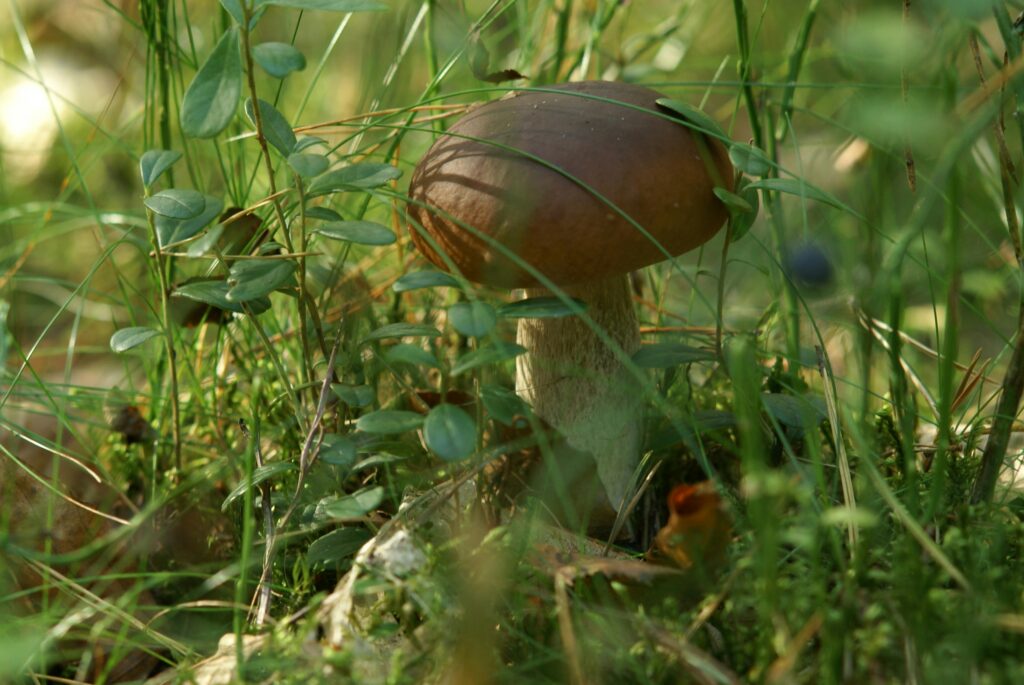 pexels-photo-16675332-16675332 Commercializzazione tartufi toscani a Firenze